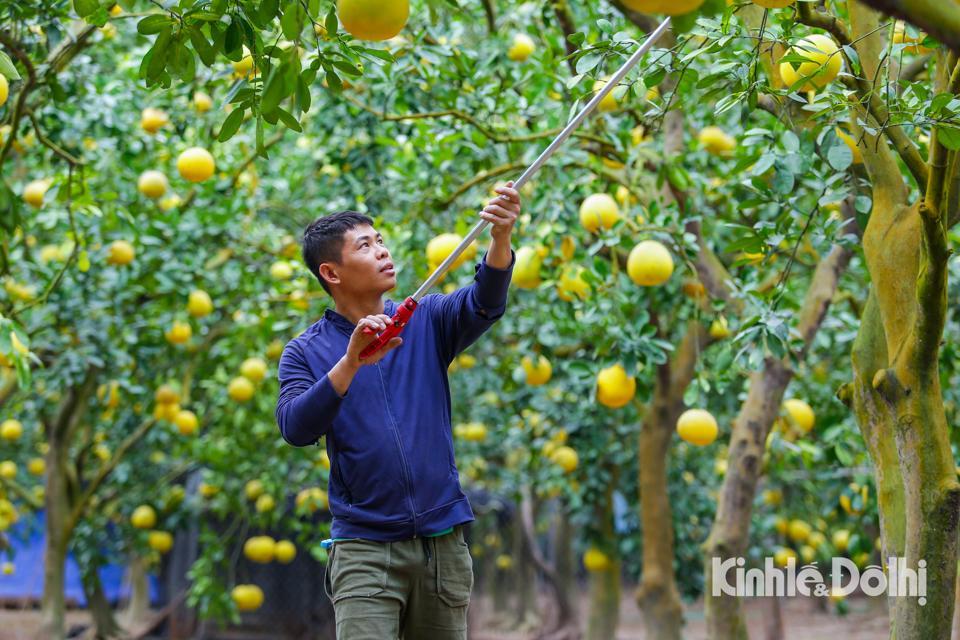 Bưởi Diễn vào mùa thu hoạch từ tháng 11, 12 âm lịch hàng năm. Thời điểm giáp Tết Nguyên đán, nhiều người đã đặt mua bưởi Diễn để thắp hương, làm quà biếu.