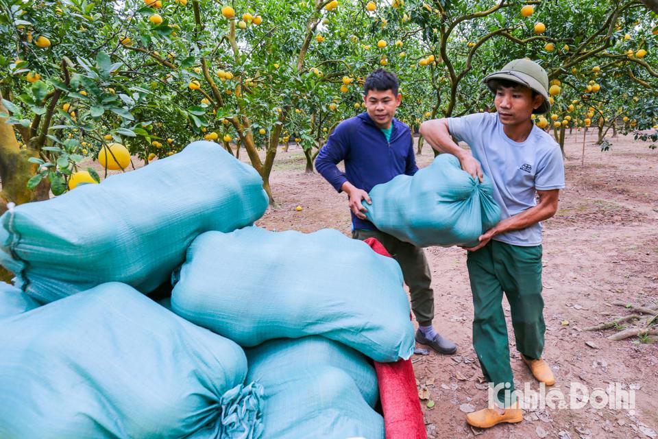 Người nông dân đang tất bật thu hoạch bưởi tại vườn nhà anh Dũng nhằm cung ứng ra thị trường dịp Tết.