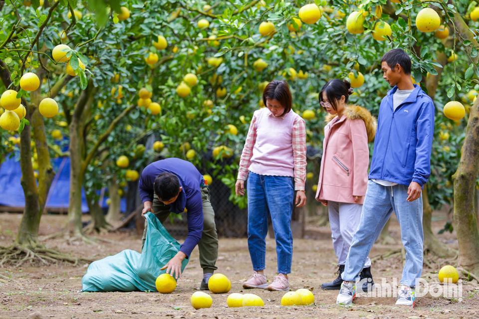 Khách hàng khi đến mua bưởi tại vườn sẽ được các chủ vườn mời ăn thử.
