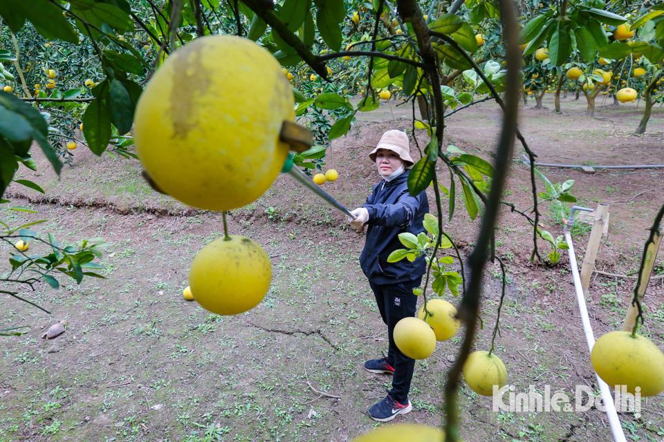 “Năm nay mẫu mã và số lượng bưởi có nhỉnh hơn mọi năm. Tiểu thương đến vườn xem, đặt hàng Tết từ hơn 1 tháng nay rồi. Một mùa, tiền phân bón, nhân công rơi vào khoảng hơn 600 triệu đồng, số tiền bỏ ra để chăm sóc cây cũng theo đó mà tăng lên. Người dân cũng không lãi được nhiều hơn là bao” - Anh Dũng cho biết thêm.