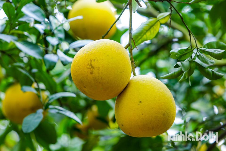 Quả bưởi có kích thước nhỏ, đường kính ước tính 15 cm, trọng lượng 0,8 - 1 kg. Phần cùi và vỏ của bưởi Diễn rất mỏng, người bổ phải rất khéo nếu không muốn cắt vào ruột. Múi bưởi tôm vàng óng, hạt bên trong se nhỏ, khi ăn sẽ thấy vị ngọt đậm đà, khi ăn xong rồi còn lưu mãi ở đầu lưỡi.