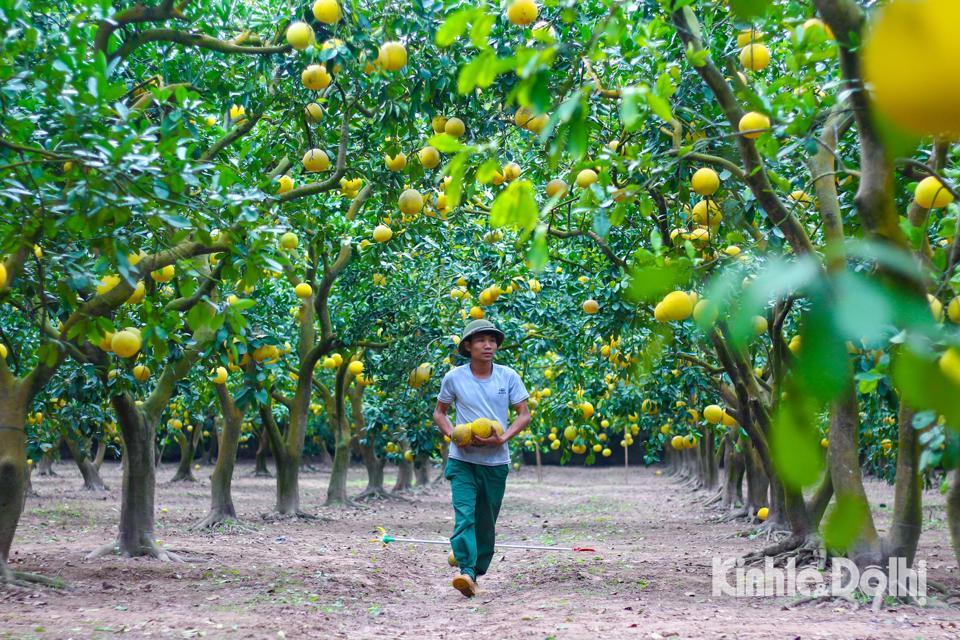 Những ngày gần đây, nông dân tại phường Phú Diễn (quận Bắc Từ Liêm, TP Hà Nội) đang tất bật với những đơn hàng cung cấp bưởi Diễn cho khách hàng, thương lái và các cửa hàng dịp cận Tết.