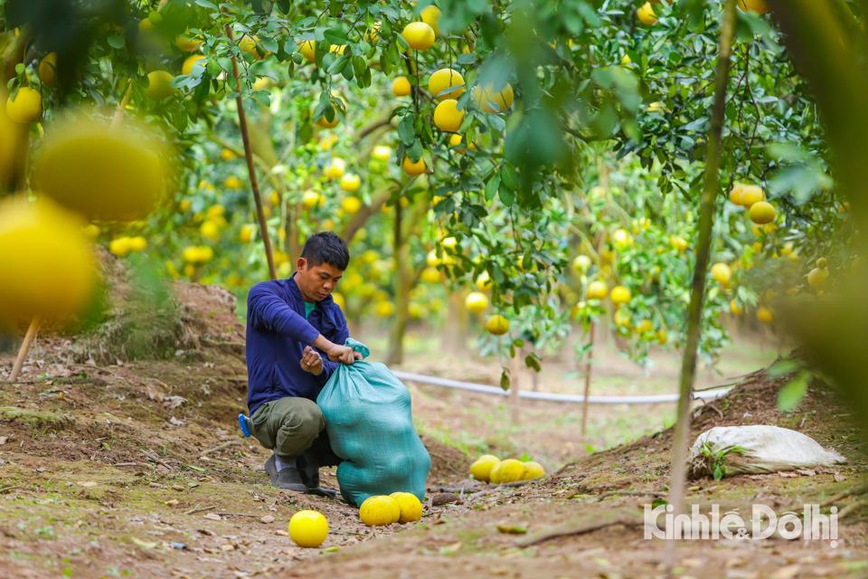 Gia đình anh Nguyễn Gia Dũng (chủ vườn Dũng Thu) chia sẻ: “ Nhà tôi có khoảng 2000 gốc bưởi trên dưới 20 năm tuổi. Một cây có thể cho thu hoạch được từ 100 - 300 quả. Tôi cung cấp hai loại bưởi ra thị trường. Loại thứ nhất quả ngon được bán với giá 35.000 - 40.000 đồng/quả, còn loại chất lượng thấp giá dao động từ 20.000 - 25.000 đồng/quả. Hiện, vườn đã bán hơn 1 vạn quả, số còn lại phần nhiều đã có người đặt cho dịp Tết Nguyên đán 2023”.