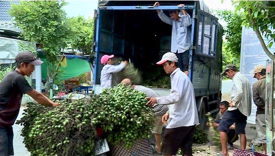 Bộ NN&PTNT khuyến cáo người dân không nên trồng cau ồ ạt.