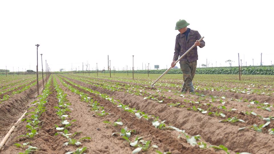 Nông dân chăm sóc rau màu tại huyện Mê Linh (TP Hà Nội). Ảnh: Lâm Nguyễn.