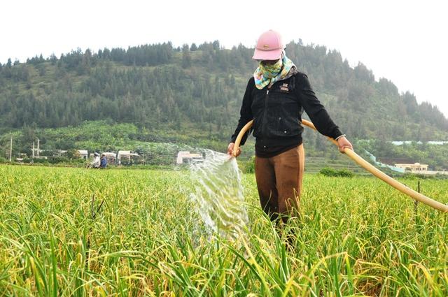 Nông dân Lý Sơn khóc ròng vì vàng trắng mất mùa - Ảnh 2.