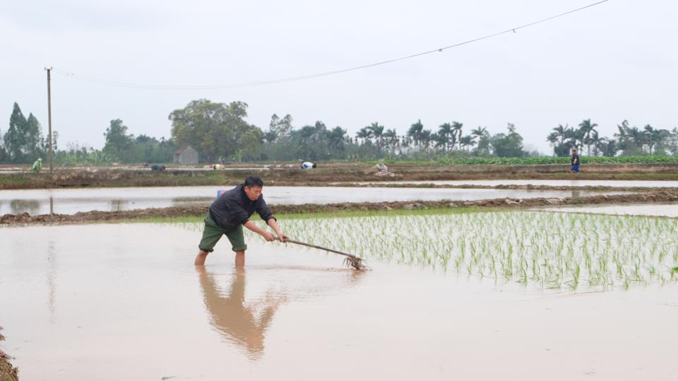Hà Nội phấn đấu hoàn thành gieo cấy lúa Xuân trong tháng 2/2023.