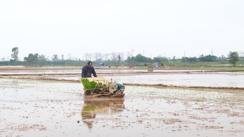 Nông dân xã Canh Nậu (huyện Thạch Thất) gieo cấy lúa Xuân bằng máy. Ảnh: Lâm Nguyễn.