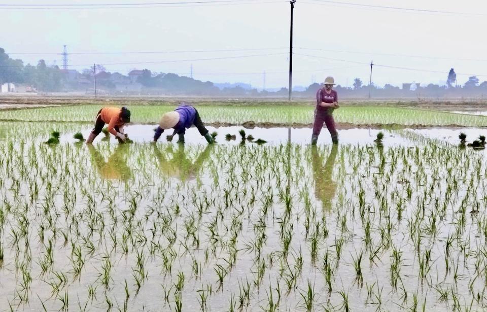 Bà con nông dân gieo cấy lúa Xuân 2023 tại huyện Sóc Sơn.