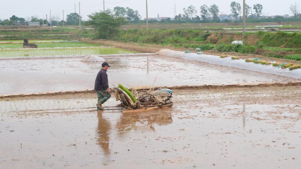 Bà con gieo cấy lúa Xuân tại huyện Thạch Thất.