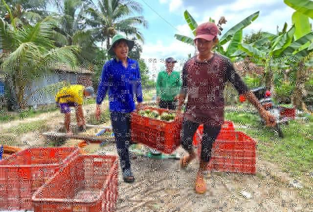 Giá cam sành bất ngờ vọt tăng sau chuỗi ngày lao dốc chưa từng có - Ảnh 1.