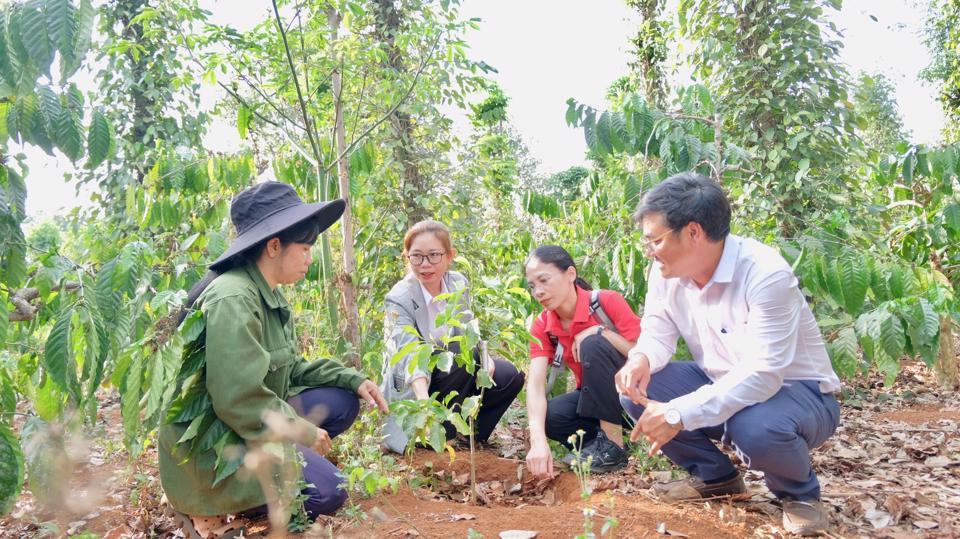 Đại diện Tổ chức ActionAid, lãnh đạo huyện Krông Nô thăm mô hình trồng cây dổi tại xã Đắk Drô.