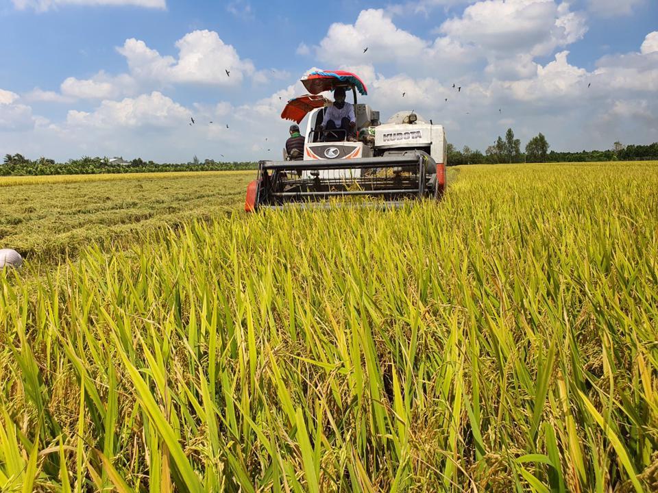 Một trong những nhiệm vụ chính của đề án là sẽ xây dựng được thương hiệu “gạo phát thải carbon thấp”. Ảnh: TC