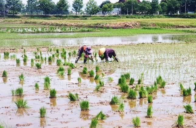 Nông dân thở phào vì phân bón cắt 'cơn sốt' giá - Ảnh 1.