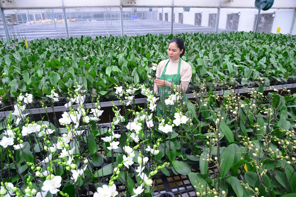 Trồng hoa lan công nghệ cao tại huyện Mê Linh. Ảnh: Phạm Hùng 