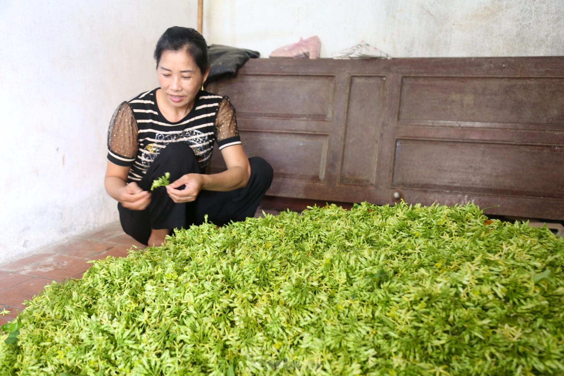 Nông dân thu nhập cao từ loại hoa có tên gọi xinh đẹp - Ảnh 10.