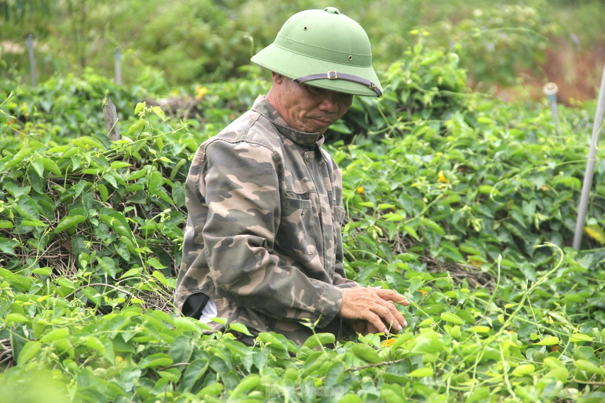 Nông dân thu nhập cao từ loại hoa có tên gọi xinh đẹp - Ảnh 1.