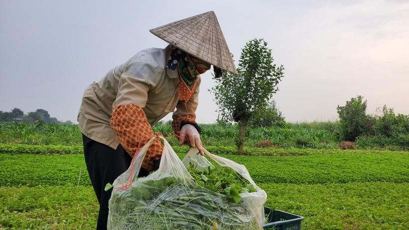 Nông dân còng lưng làm hàng tấn rau má nhập cho doanh nghiệp nhưng lại có nguy cơ bị 'bùng'. (Ảnh: NT).