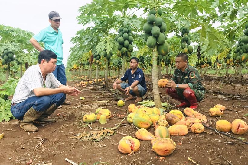 Đu đủ chín rụng ngập vườn: Nông dân Nghệ An thiệt hại 'khủng' ảnh 1