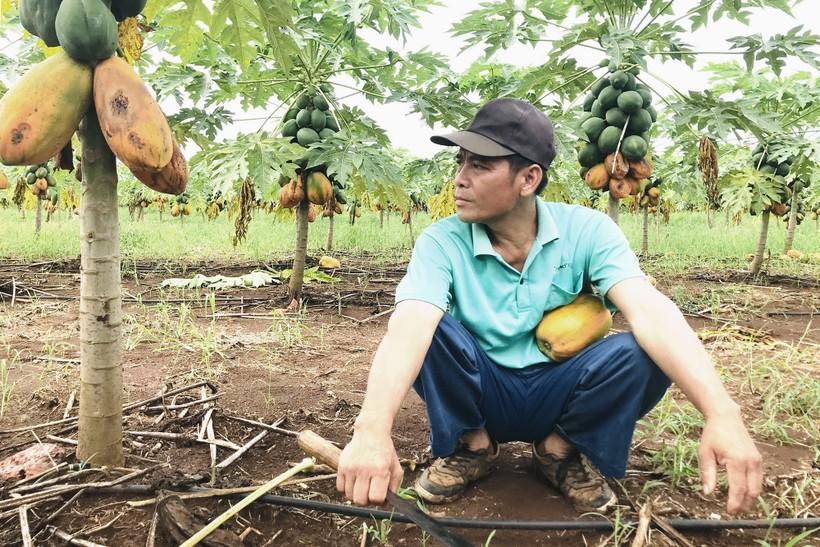 Đu đủ chín rụng ngập vườn: Nông dân Nghệ An thiệt hại 'khủng' ảnh 3
