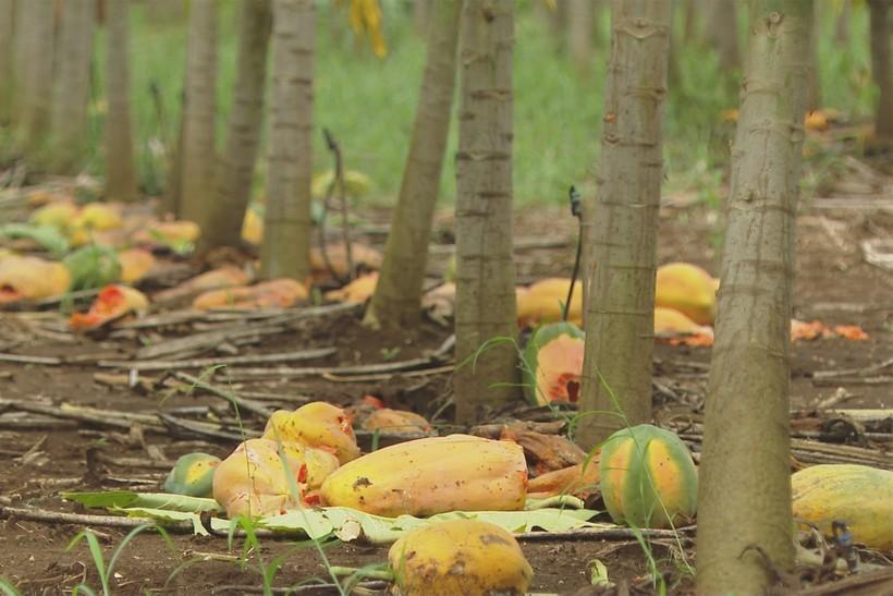 Đu đủ chín rụng ngập vườn: Nông dân Nghệ An thiệt hại 'khủng' ảnh 2