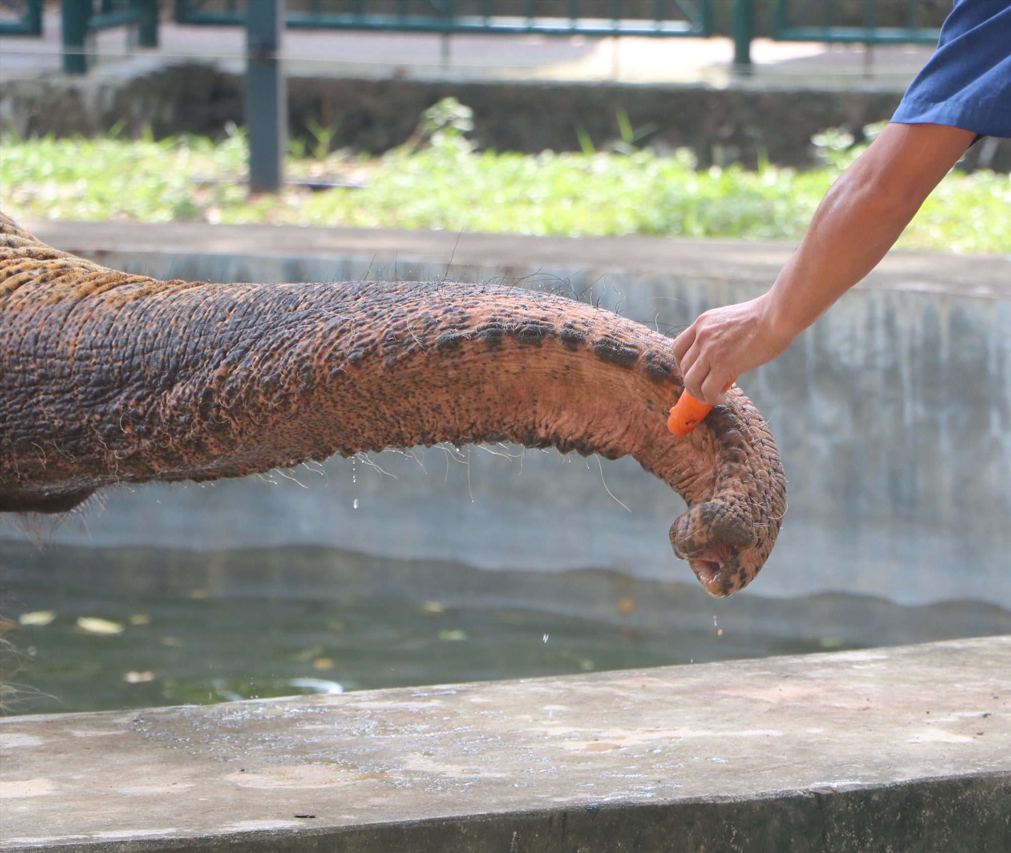 Quản tượng cho voi ăn cà rốt.