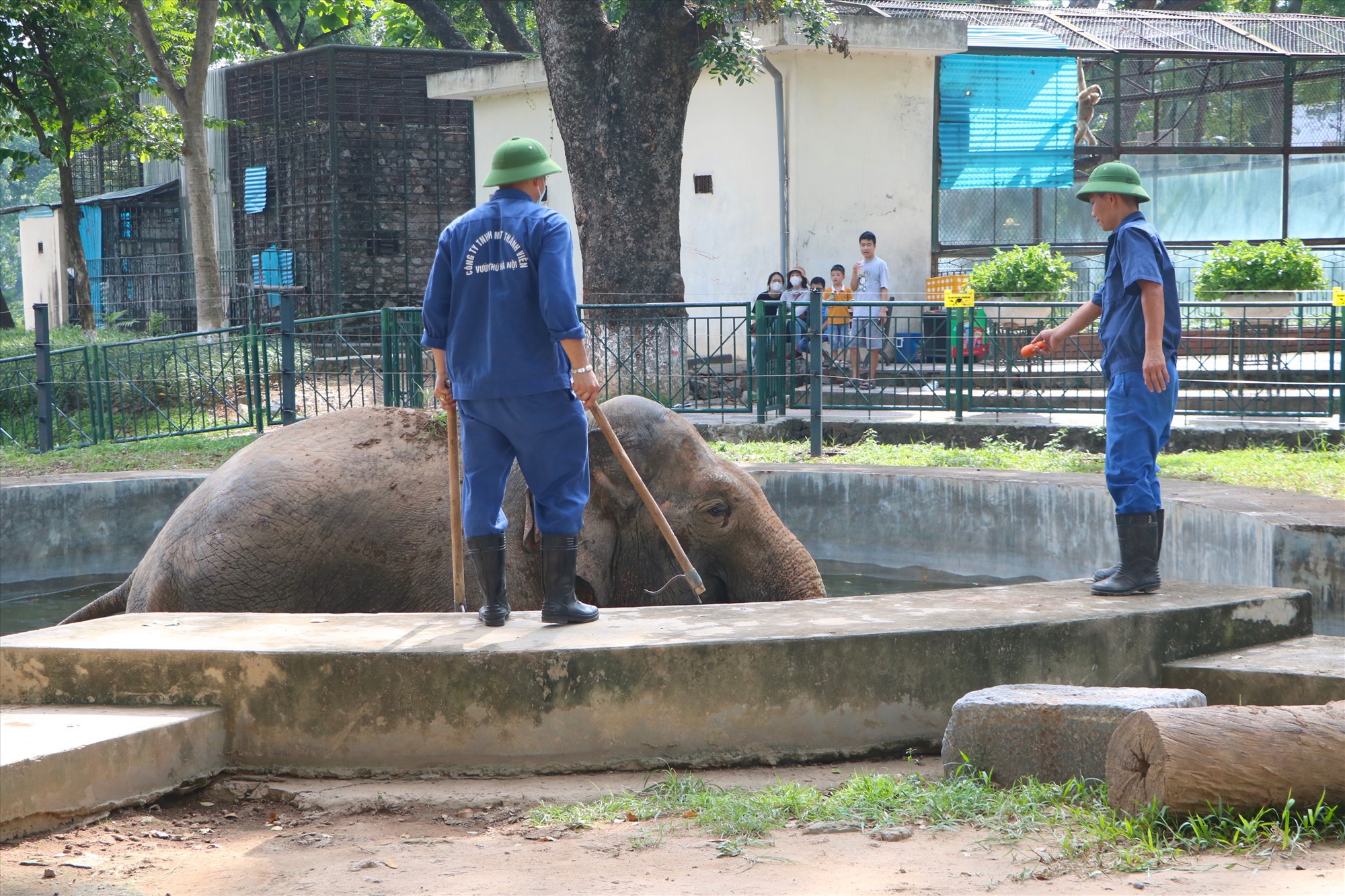 Trao đổi thêm với Lao Động, đại diện Tổ chức Động vật Châu Á thông tin, đơn vị này đang hoàn tất công văn gửi đại diện Sở Xây dựng và Sở Nông nghiệp và Phát triển nông thôn về việc tìm hiểu mô hình bảo tồn đàn voi thông qua “Dự án hỗ trợ kỹ thuật thực hiện chuyển đổi mô hình cưỡi voi sang mô hình du lịch thân thiện với voi trên địa bàn tỉnh Đắk Lắk“.  Sau đó, sẽ cùng đưa ra phương án tốt nhất cho 2 cá thể voi tại Vườn thú Hà Nội. Về việc vườn thú sửa chữa hàng rào điện bảo vệ voi, ngăn không gian nuôi nhốt 2 cá thể voi riêng biệt cũng chỉ là giải pháp tạm thời.