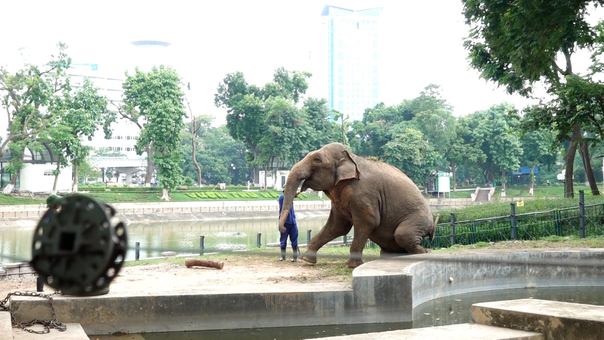 Ông Phạm Ngọc Anh - Tổ trưởng tổ chăn nuôi voi - hà mã (Xí nghiệp chăn nuôi động vật 1), người trực tiếp chăm sóc hai cá thể voi này cho biết, 2 cá thể voi ở vườn thú Hà Nội được chăm sóc kỹ càng. Mỗi ngày, có 2 ca trực ngày và đêm, có sổ sách lưu trữ thông tin, mỗi cử chỉ, hành động, tình trạng sức khỏe của voi đều được các nhân viên theo dõi để xử lý theo từng tình huống.