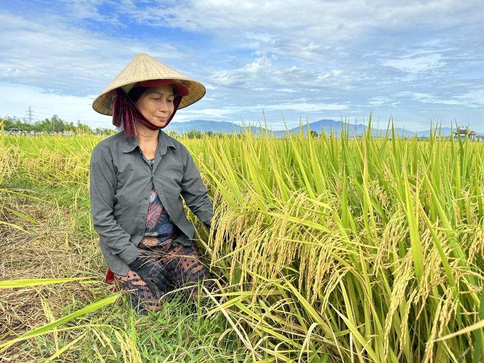 Bà con nông dân vùng Nam Trung bộ phấn khởi vì vụ lúa hè thu năm nay được mùa lớn. Ảnh: L.K.  