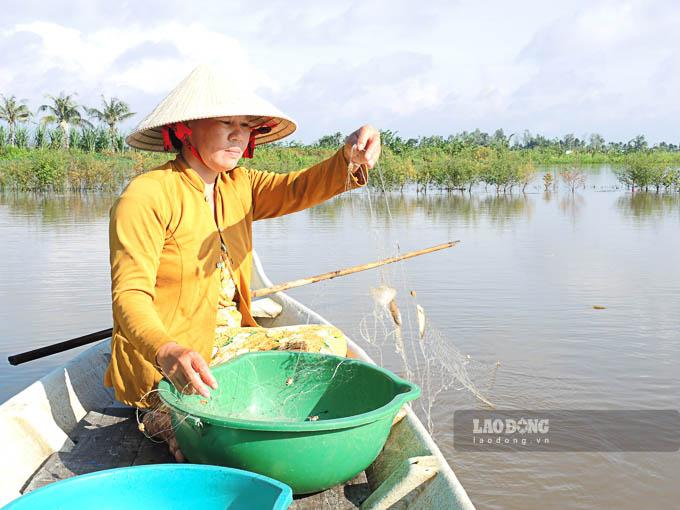 Những ngày cuối tháng bảy âm lịch này, nước lũ từ thượng nguồn đổ về thị xã Ngã Năm, huyện Mỹ Tú (Sóc Trăng) ngày càng nhiều. Nước về mang thêm tôm cá, Chị Tô Thị Kinh (Mỹ Phước, Mỹ Tú, Sóc Trăng) tranh thủ ra đồng giăng lưới bắt sặc để bán cho những hộ chuyên làm mắm.  Mỗi ngày chị giăng được từ 15 - 20kg bán với giá 15.000 đồng/kg, thu nhập từ 250.000 - 300.000 đồng.