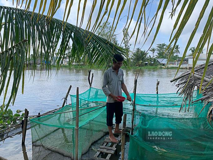 Trong mùa nước nổi nhiều hộ dân ở Ngã Năm, Mỹ Tú (Sóc Trăng) còn tận dụng mặt nước sông dâng cao để nuôi cá trong vèo lưới. Thức ăn cho cá chủ yếu nguồn cá tạp hoặc ốc có sẵn trên đồng ruộng nên chi phí rất ít. Nếu nuôi 1.000 con cá lóc qua 2 - 3 tháng, nông dân có lợi nhuận từ 2 - 3 triệu đồng“.