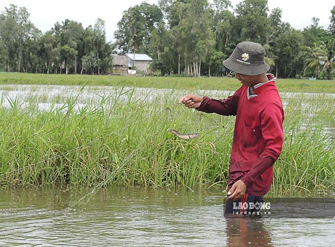 Mùa nước nổi ngoài việc giúp nông dân có thêm thu nhập, còn bồi đắp phù sa cho đồng ruộng giúp vụ mùa sau thêm phần thắng lợi.