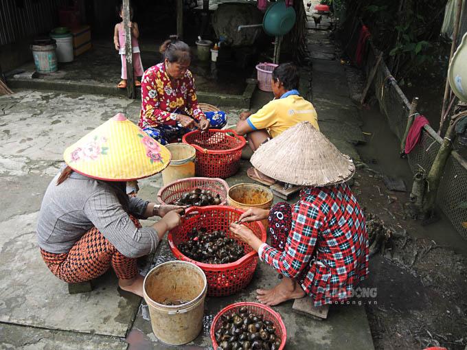 Ngoài cá thì ốc bưu vàng cũng là nguồn thu nhập ổn định trong mùa nước nổi của nhiều gia đình. Bà Khưu Thị Song (xã Vĩnh Quới, thị xã Ngã Năm, tỉnh Sóc Trăng) cho biết: ” Nước tràn đồng là thời điểm nguồn phù du dồi dào, ốc thường to và sinh sản nhiều. Chỉ cần ra đồng đặt lú hay dùng vợt để bắt ốc là kiếm vài chục thậm chí cả trăm kg ốc mỗi ngày. Ốc được thương lái thu mua với giá 1.200 đồng/kg đối với ốc còn vỏ và thịt ốc là 8.500 đồng/kg. 3 tháng nước nổi cũng kiếm được gần 10 triệu từ bán ốc”