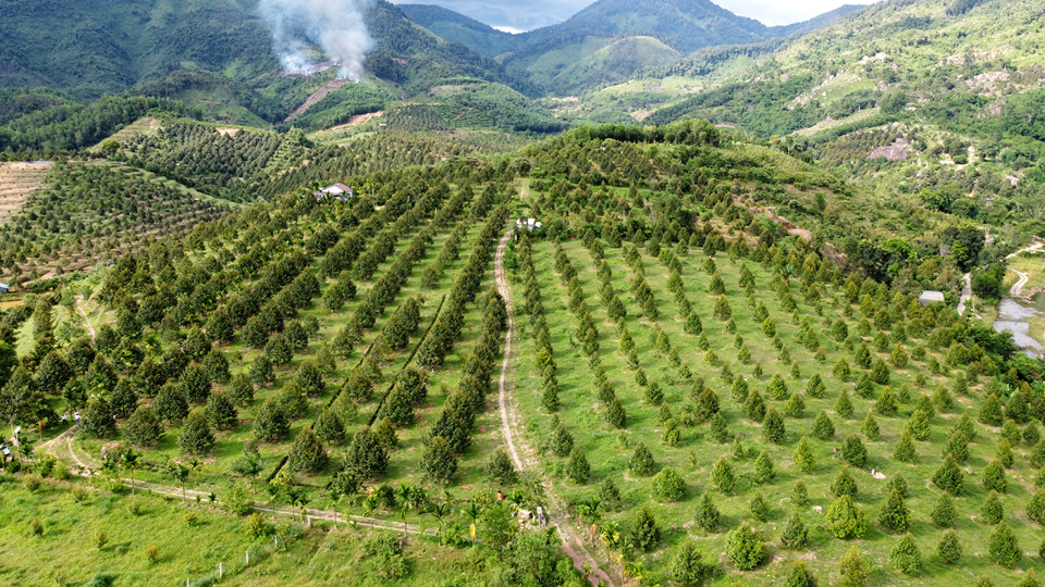 Nhiều vườn trồng sầu riêng tại Khánh Sơn đang chuyển sang mô hình hữu cơ.