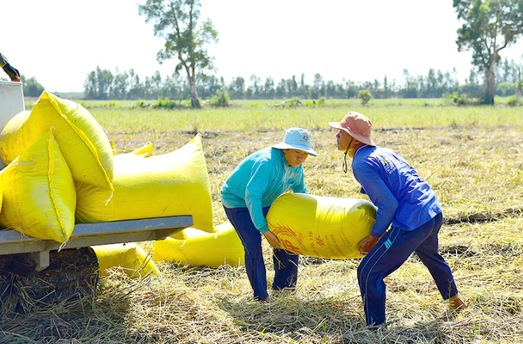 Giá lúa gạo tăng “nóng”: Cần có chiến lược về giá - Ảnh 1.