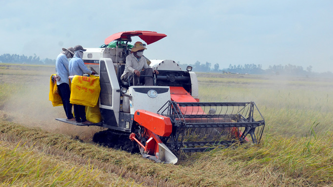 Giá lúa gạo hôm nay 31/10/2023 Giá lúa chững, giá gạo tăng. Ảnh minh họa.