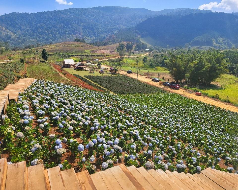 Thung lũng hoa ở Đà Lạt. Ảnh: Thanh Huy.