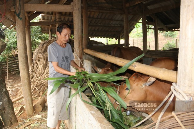 Sơn La phát triển chăn nuôi đại gia súc, góp phần giảm nghèo ở xã, bản