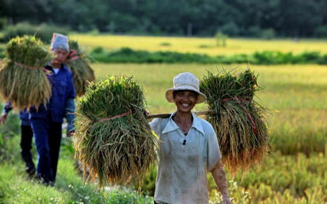 Giá lúa gạo hôm nay 22/11/2023 Giá lúa chững, giá gạo giảm nhẹ. Ảnh minh họa.