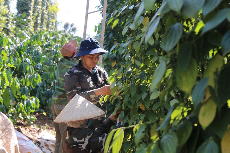 Giá tiêu hôm nay 22/11: Tăng 2 ngày liên tiếp, Bình Phước thêm 1.000 đồng/kg