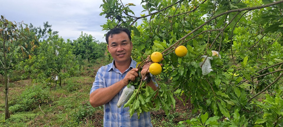 Anh Nguyễn Viết Vị bên vườn vú sữa Hoàng Kim. Ảnh: Trúc Mai.