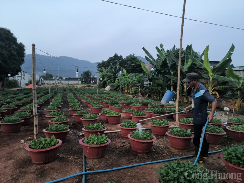 Bà Rịa - Vũng Tàu: Nông dân chong đèn