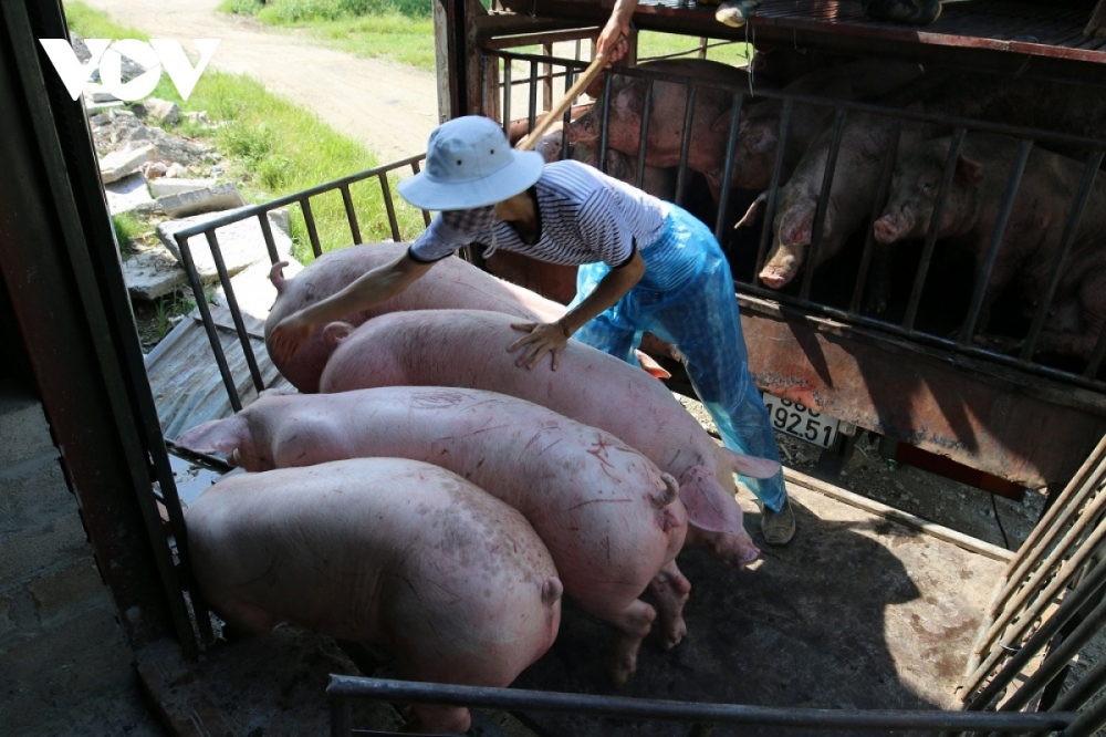 Giá lợn hơi chạm đáy, người nuôi lỗ nặng, lo mất Tết - Ảnh 1.