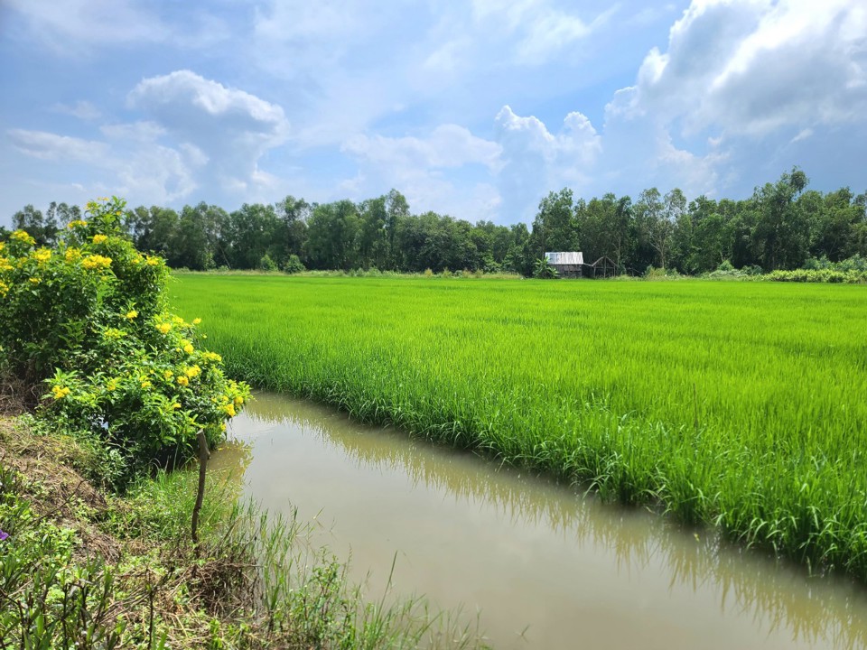 Trồng lúa xen canh nuôi tôm càng xanh, cá nước lợ ở huyện Phước Long (ảnh Hoàng Nam)