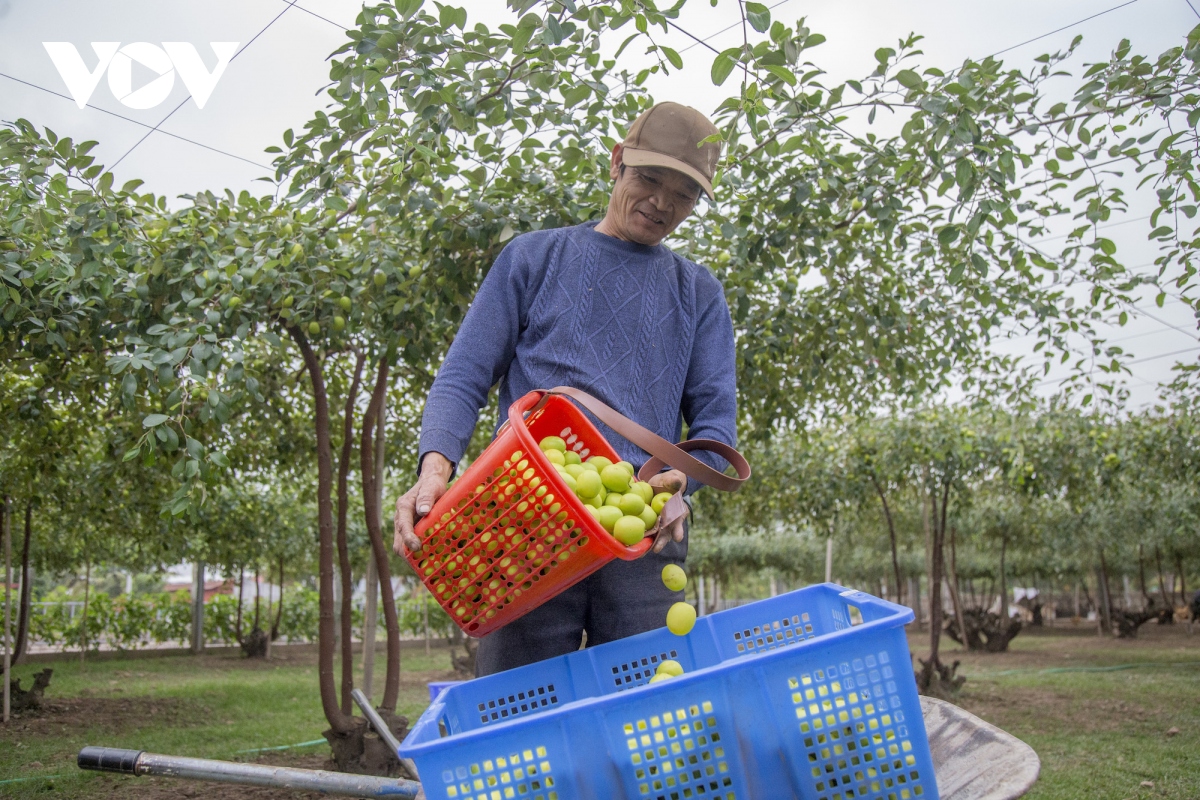 Thăm vườn táo muối đặc sản được "săn lùng" dịp Tết ở Hải Phòng - Ảnh 1.