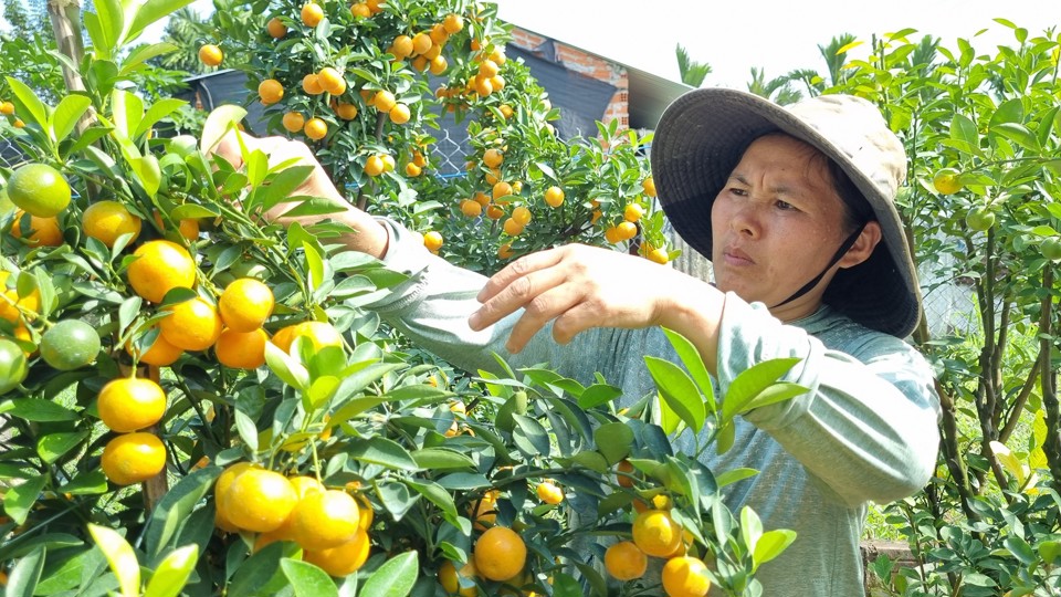 Trồng quất cảnh mang lại thêm thu nhập cho các hộ dân.