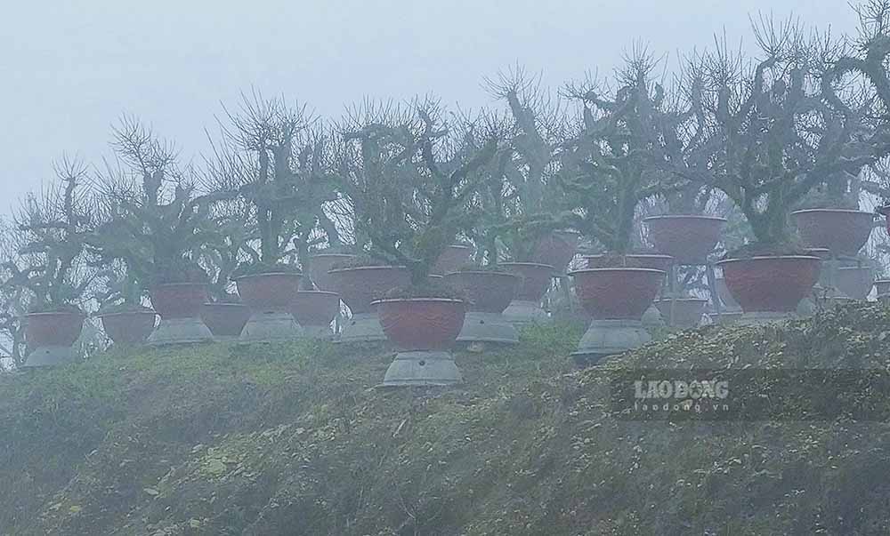 Bên cạnh hoa đào, tại Sa Pa còn có rất nhiều hoa mai trằng, người dân nơi đây gọi là “nhất chi mai“.