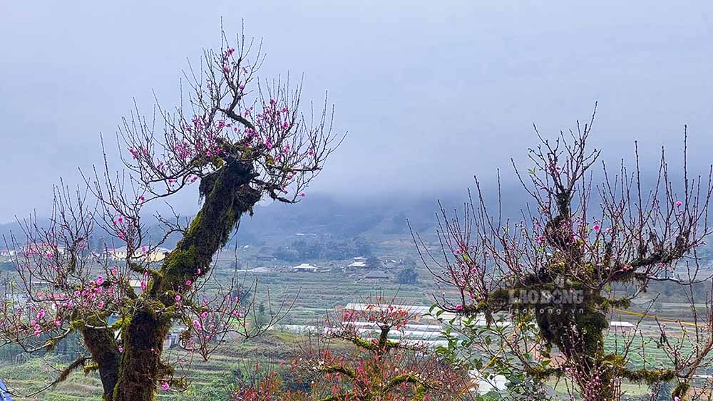 Những cây đào cổ kính có giá từ 5-7 triệu đồng, thậm chí có cây được phát giá hơn 20 triệu đồng.