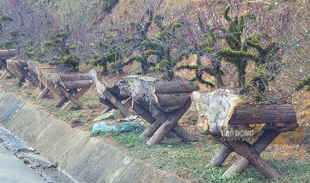 Để tăng giá trị cho cây hoa, nhiều chủ vườn đã kỳ công cấy lên thân cây một lếp rêu dày tạo nên sự cổ kính và mang nhiều yếu tố trang trí.