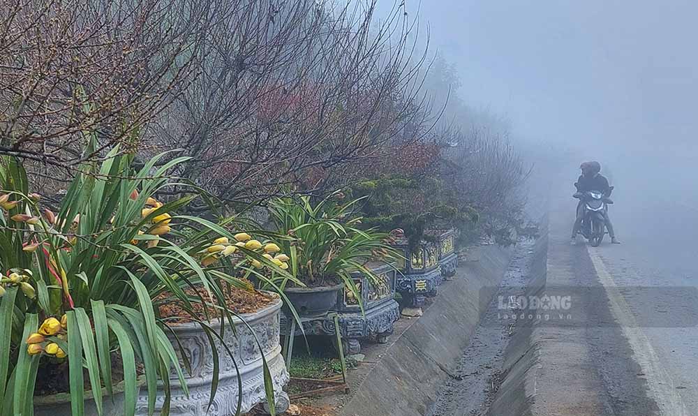 Một chủ vườn hoa cảnh tại đây cho biết, giá các loại hoa cảnh đầu mùa bao giờ cũng cao, tuy nhiên có bán được giá cao hay không thì còn phụ thuộc vào nhu cầu của khách hàng. “Những cây được trồng trong chậu thì có thể giá ít thay đổi nhưng đào cành thì hầu hết phụ thuộc các lái buôn miền xuôi” - chị này cho hay. Ảnh: Văn Thành Chương